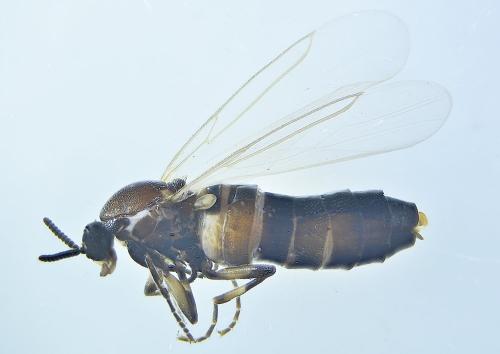 Réf. 296 306 : Scatopse notata